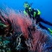 seawhip_sr_v_0705_png0187.jpg